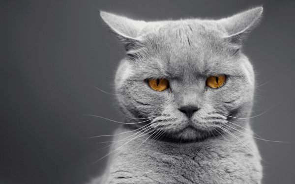 Cat Expressions 2