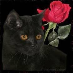 МЯУКАНИЕ КОТИКА........