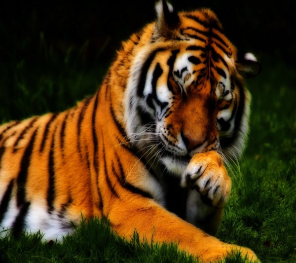 beautiful tiger