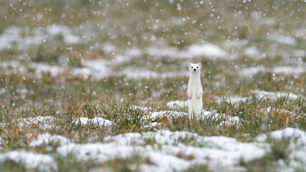 HermelinSchnee ROW2343245920 UHD