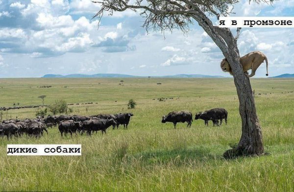 СМЕШНЫЕ КАРТИНКИ (31)