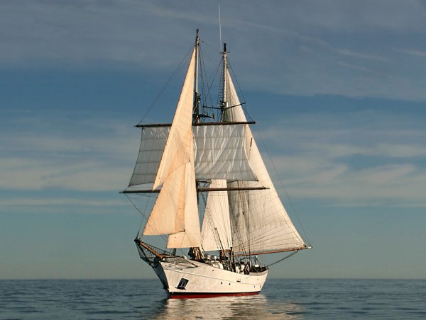 IMG cliper viter59