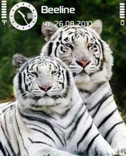 white tigers