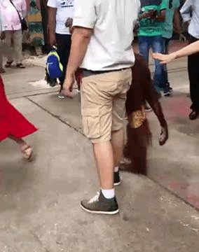 В поисках бананов