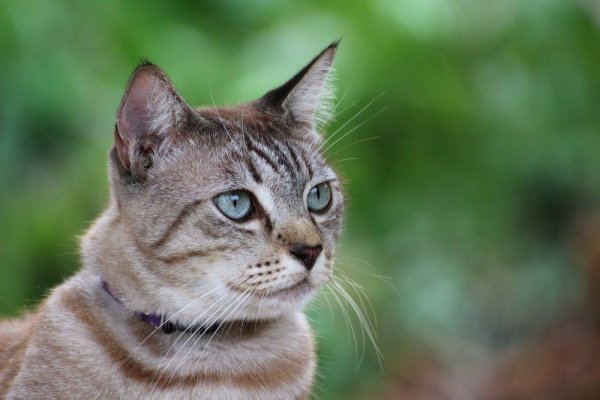 E060355a4f964bcb9cee65aaa2593b71