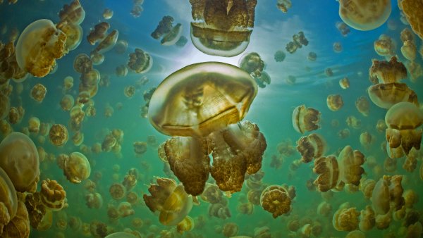 GoldenJellyfish ROW9044824375 UHD