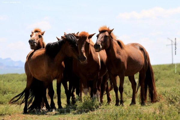 Лошадь Монгольская