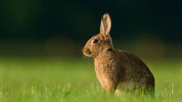 Wild Rabbit on the Grass
