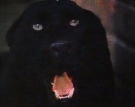 odz38l5xmy1tdhimpo1 500