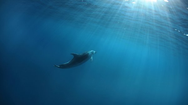 Whales and dolphins premium 3