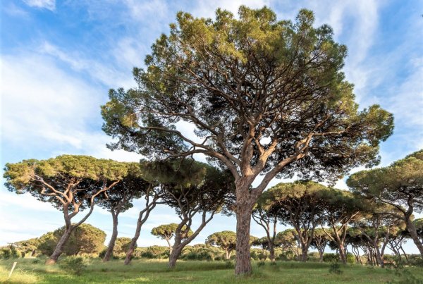Пиния (Сосна пиния, Сосна итальянская, Pinus pinea)