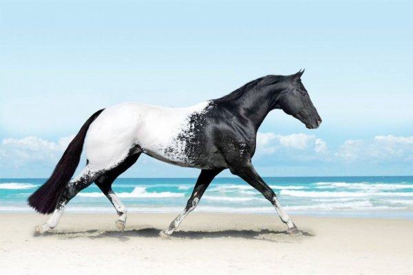 редкая порода-2