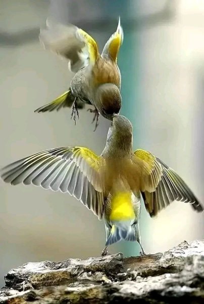 file_96281362