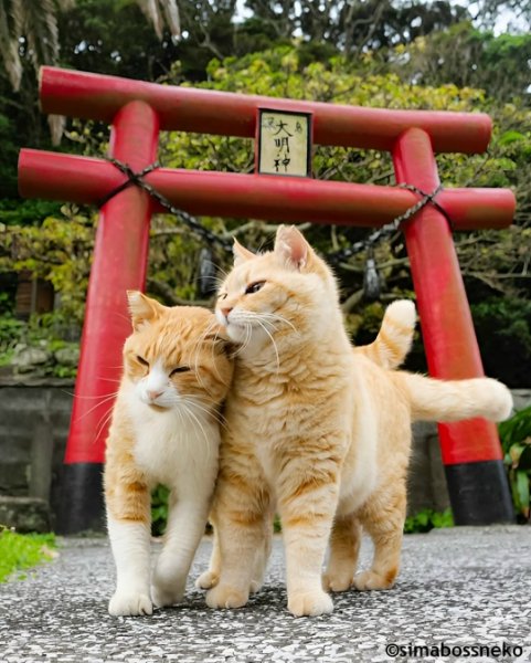 1.1364Vp4JRC4vRg8HTXB3pm4RsdRkHKKieM W5G66foad6z6mrihRRCu4ZH