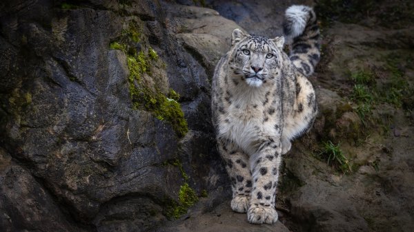 Irbis-snezhnyi-bars-priroda