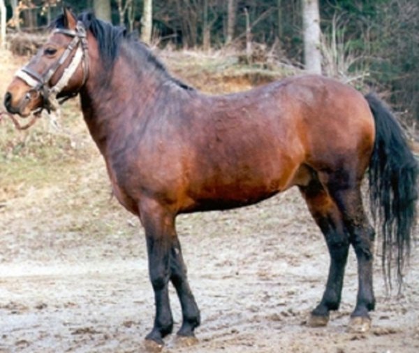 Боснийский пони (2)