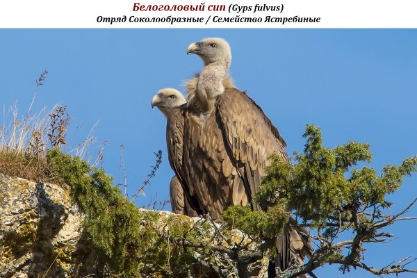 Белоголовый сип (Gyps fulvus)
