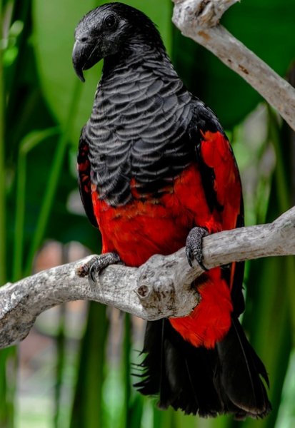 Орлиный попугай, или грифовый попугай Pesquet's Parrot
