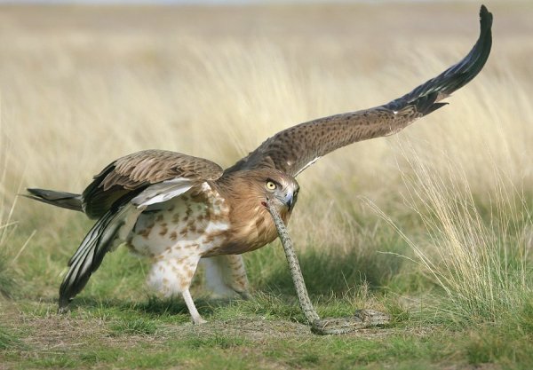 Змееяд Circaetus gallicus