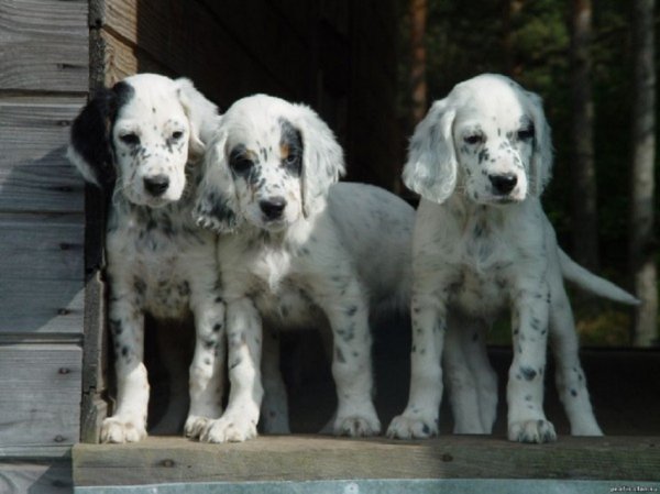 Английский сеттер (лаверак) (4)