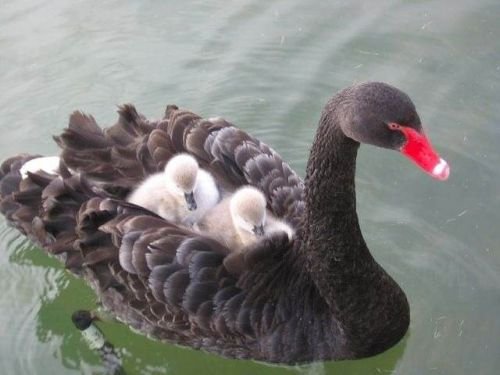 image (10)
