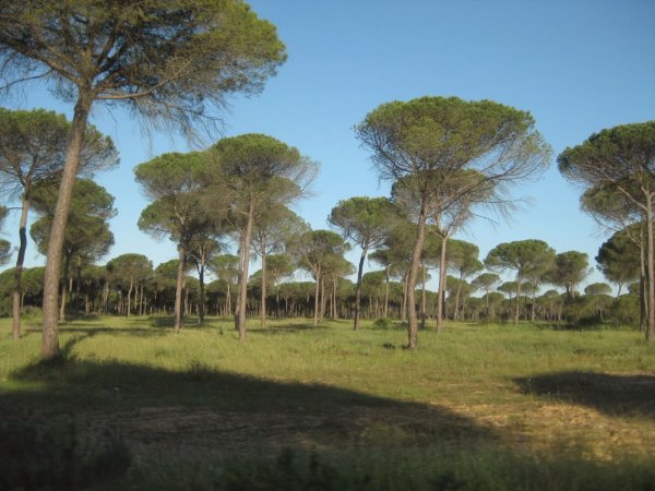 Пиния (Сосна пиния, Сосна итальянская, Pinus pinea)