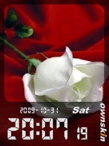 White rose