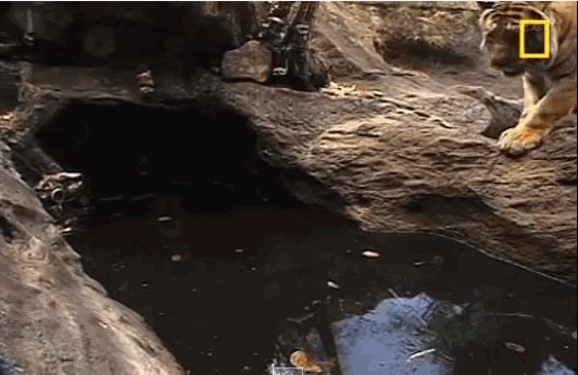 Тигр купается