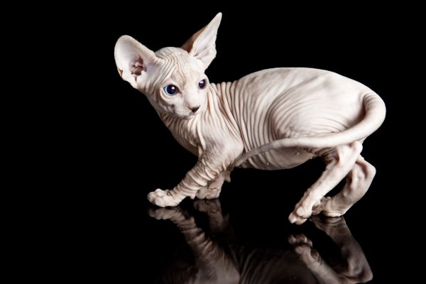 Cats Sphynx cat Black 507968