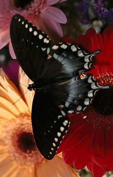 IMG-0cda2bc70d32cf3ecf033000dba23e57-V