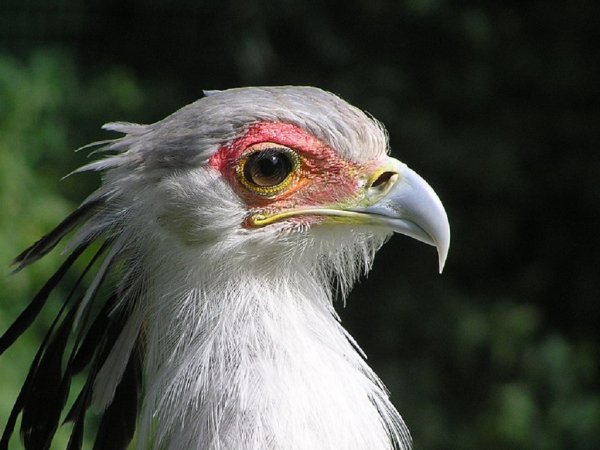 Птица секретарь