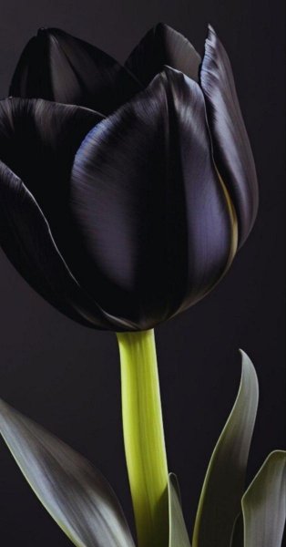 D98d99ab5ec5da67711cce09463398f3