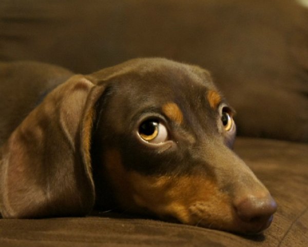 Пёс с грустными глазами