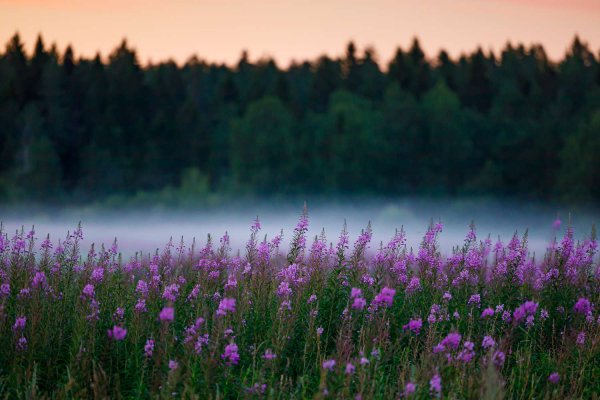 Горный пейзаж цветы туман