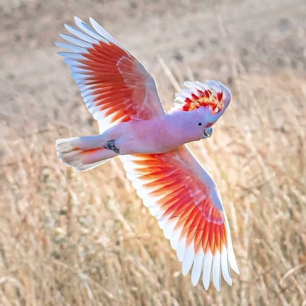 Какаду инка Major Mitchell's Cockatoo