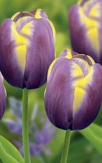 5de3bedb865914381172f35a3ce63674