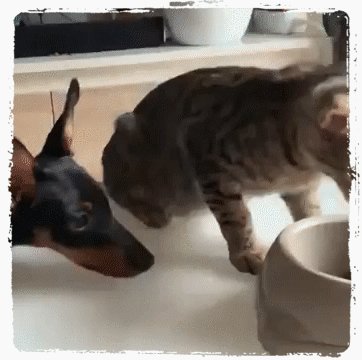 Смешные видео приколы (213)