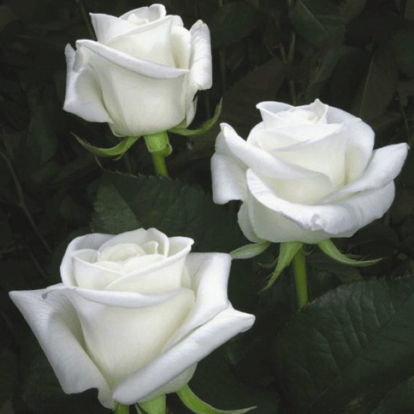 GIF-442173a73ef48b08a15c2992030d9a5f