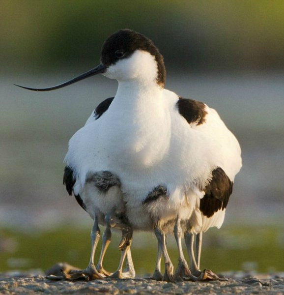 Шилоклювка