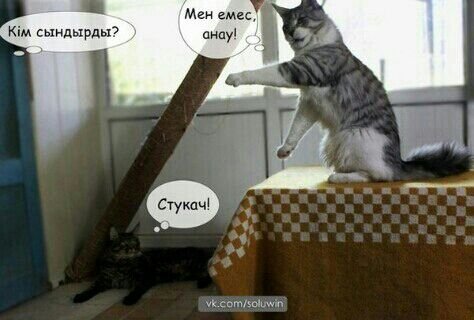 кошки