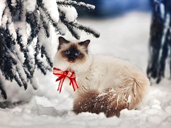 Зимние коты (32)