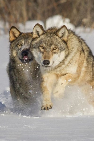 file_92472531