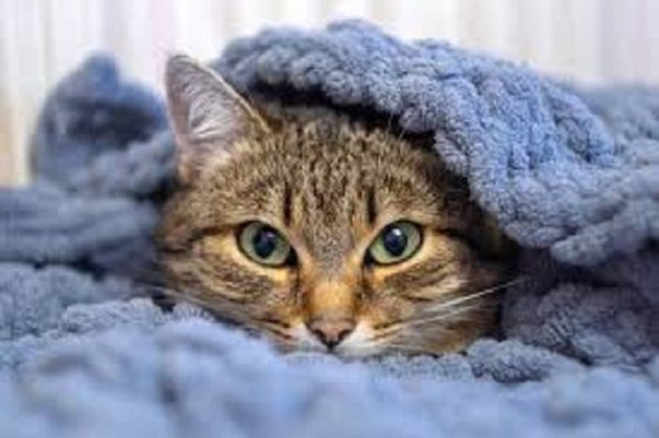 Кот