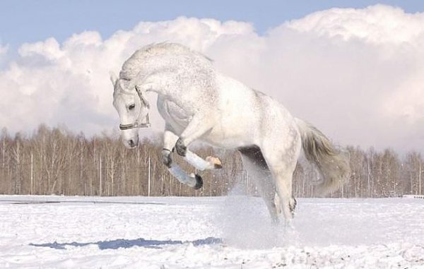 getImage5613