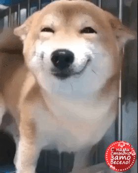 Улыбчивый довольный пёс