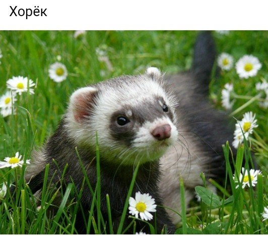 хорек