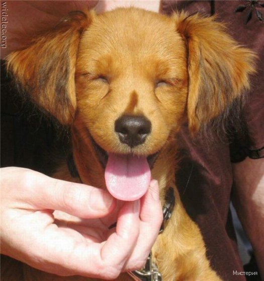 cute puppies 12