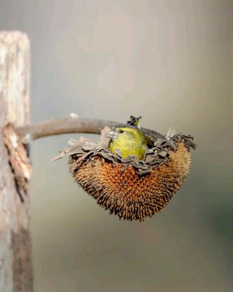 file_96290181