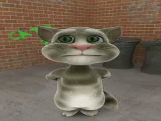 kot Tom