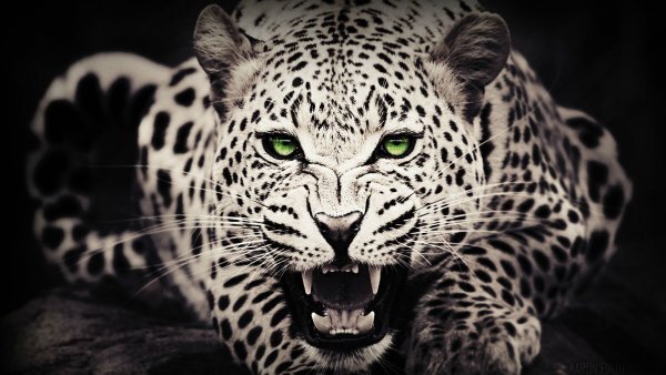snow leopard wallpapers